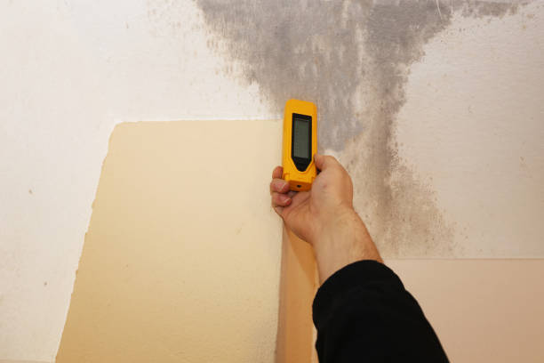 Best Emergency Mold Remediation  in Bally, PA