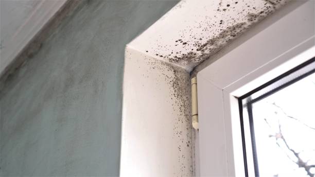 Mold Odor Removal Services in Bally, PA