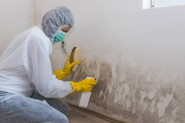 Best Mold Damage Restoration  in Bally, PA