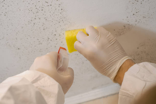Best Crawl Space Mold Remediation  in Bally, PA