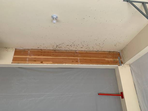 Best Emergency Mold Remediation  in Bally, PA